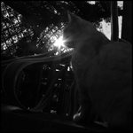 Kočičí podvečer ...