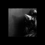 Pohled do nitra stínu,aneb kočičí zen ...