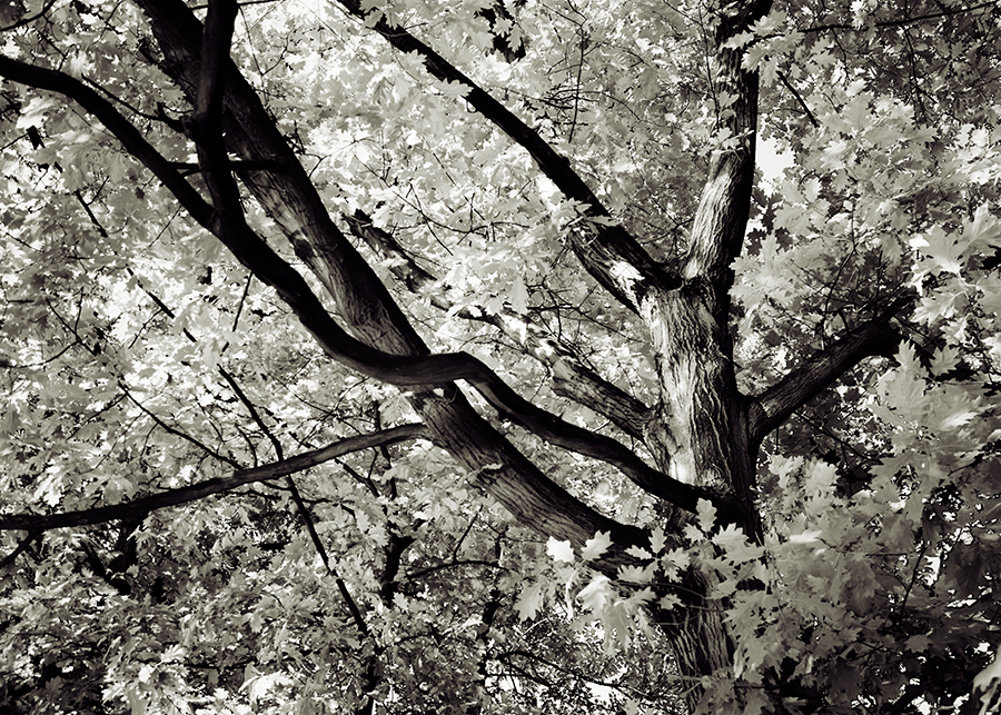 stromy mne vždy fascinovaly