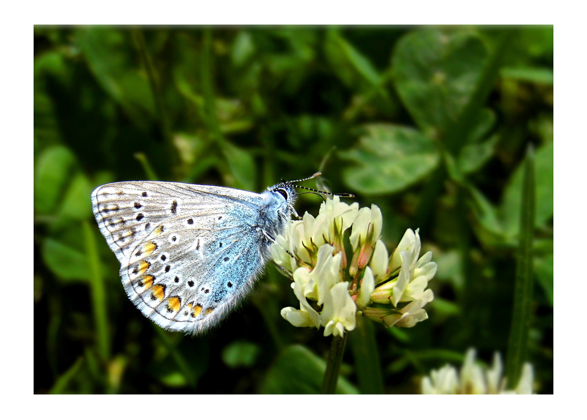 Modrásek ušlechtilý