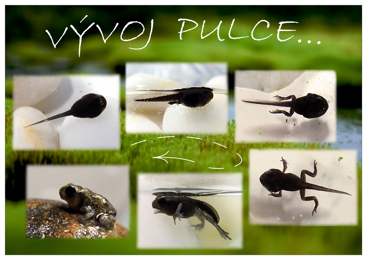 Vývoj žabky