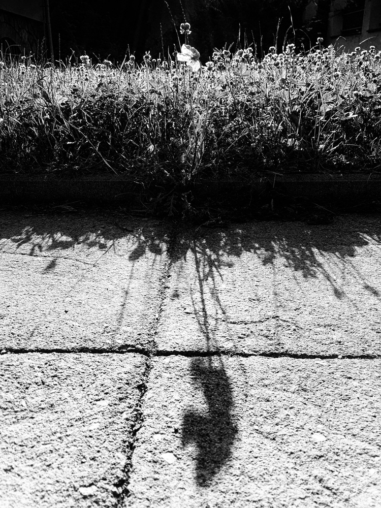 Mák je to vlčí - MoML 7. června 2014