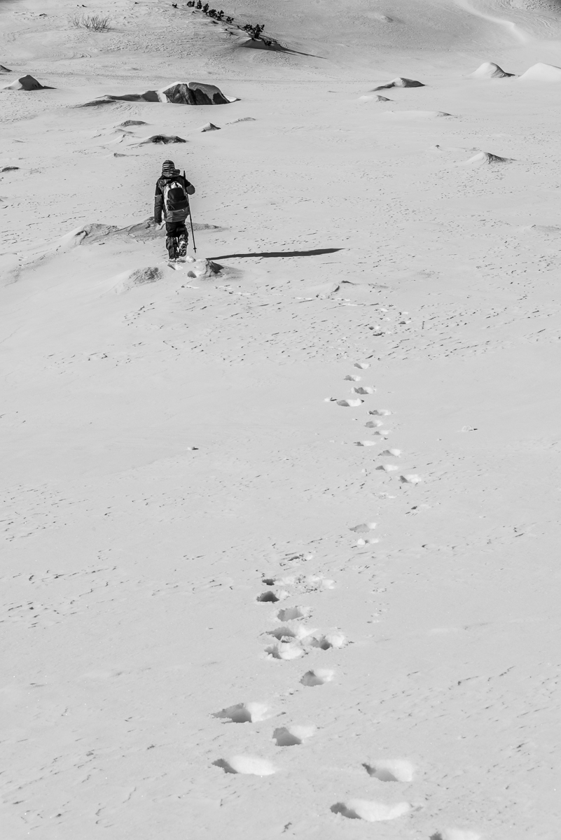 Maly polarny badatel