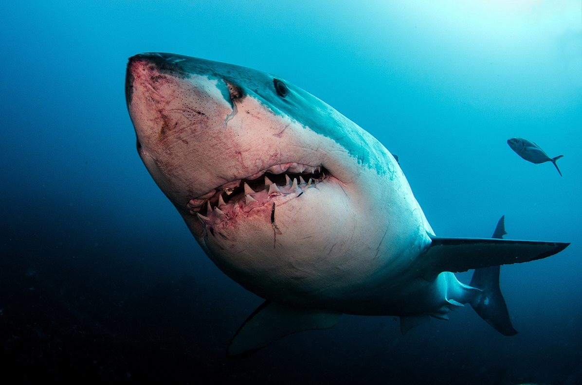 Great White