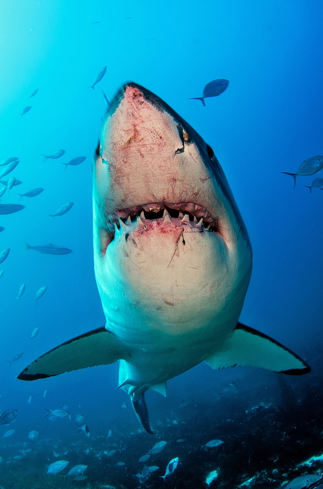 Great White Shark