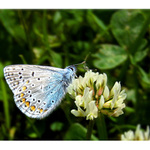 Modrásek ušlechtilý