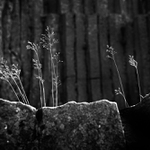 Panská skála II - MoML 17. června 2014