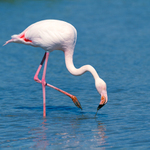 Plameňák růžový (Phoenicopterus roseus)