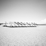 lodicky