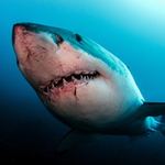 Great White