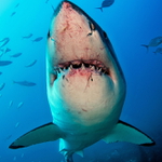 Great White Shark