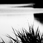 ještě jedna od rybníka