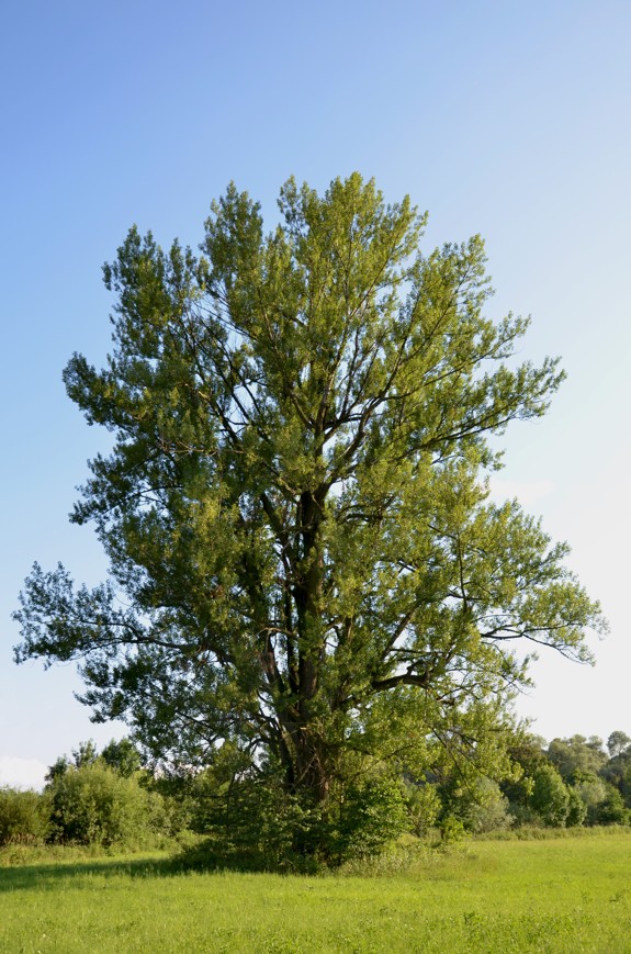 Krásný stařec