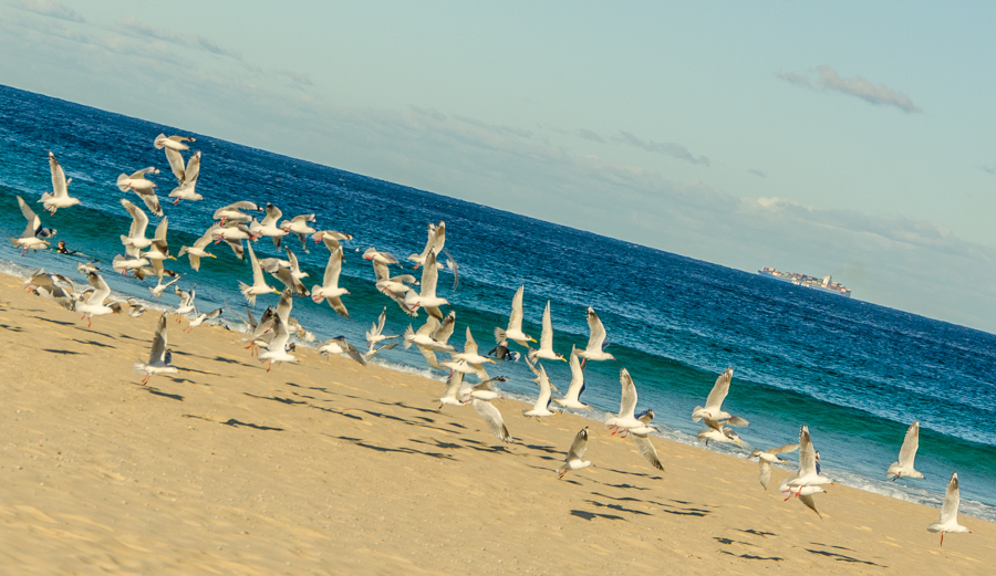 Maroubra beach