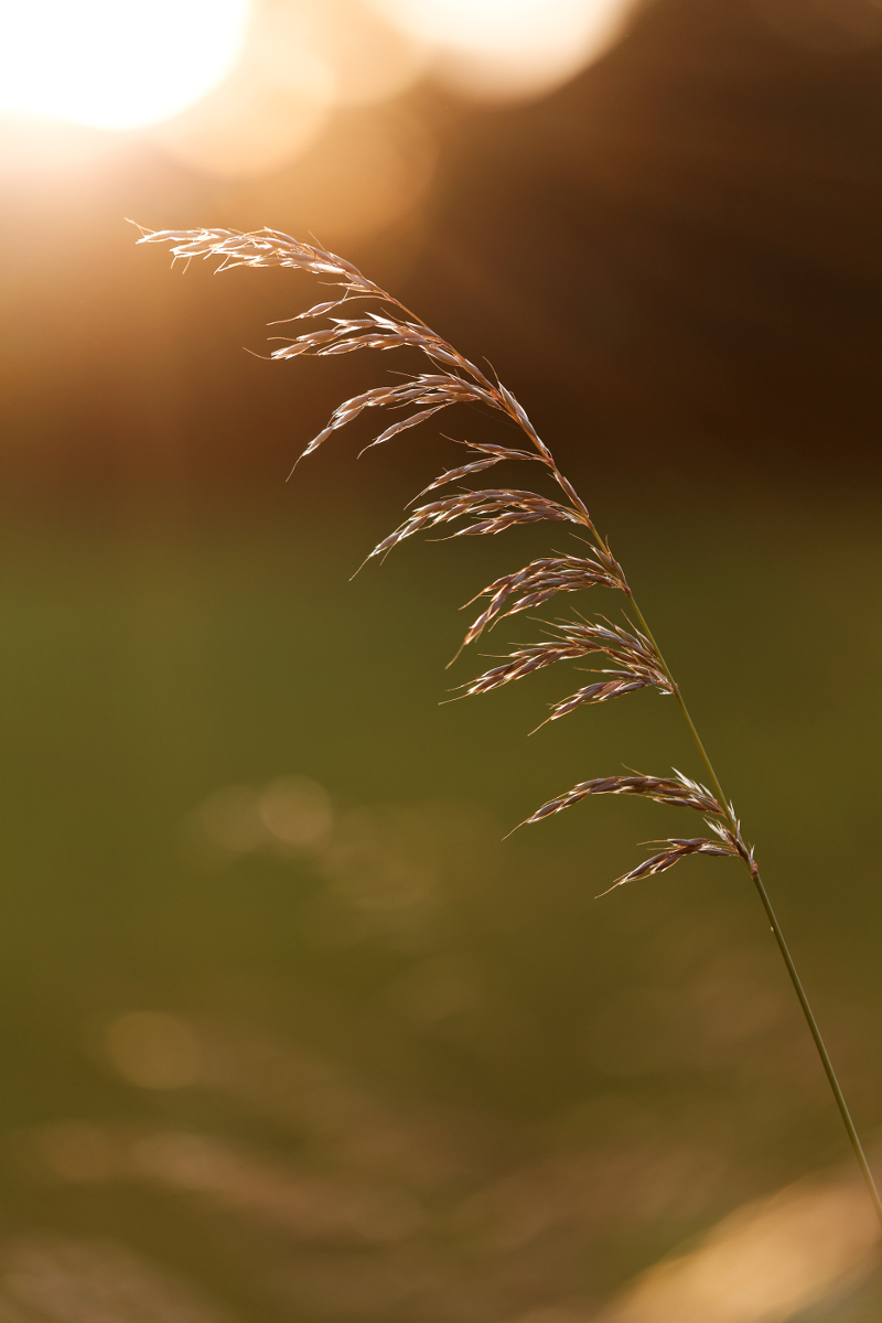 Pollen Generator #2