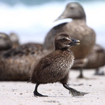 Já s písničkou jdu jako ptáček.....