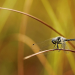 Vážka tmavá