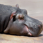 Pár metráků roztomilosti