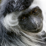 Řekni něco veselého ...