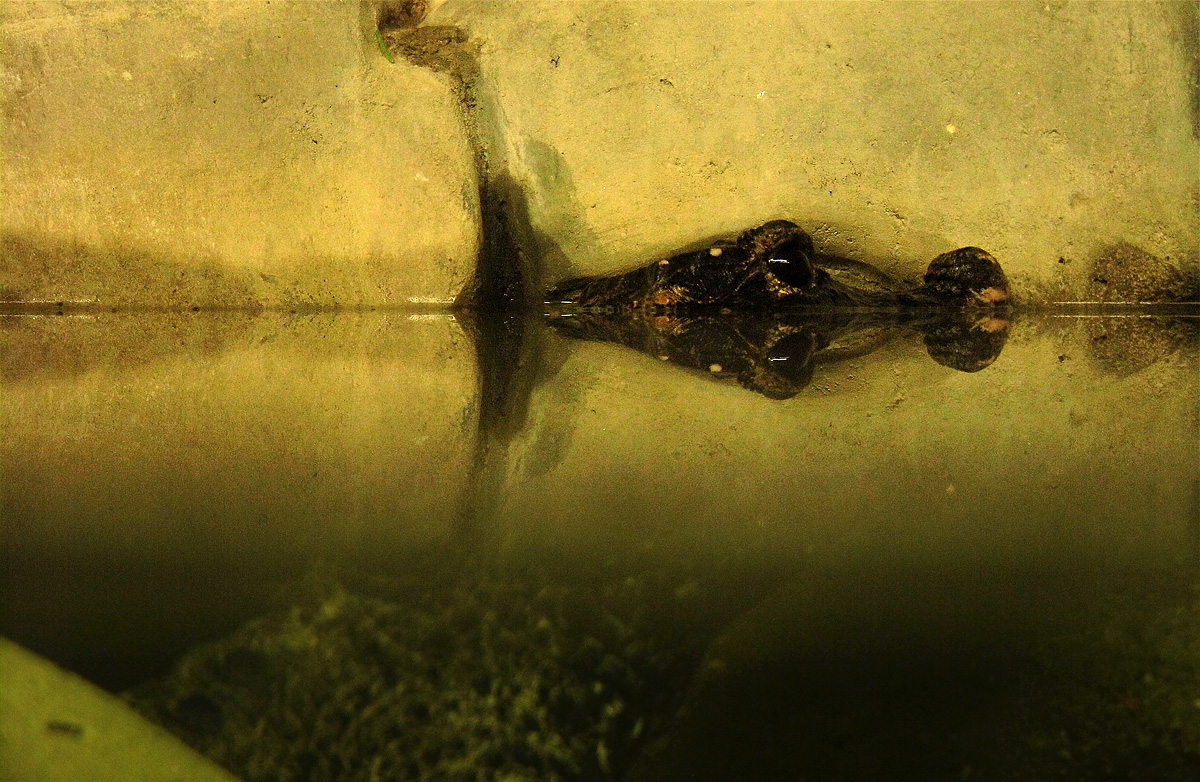 Překvápko pod hladinou