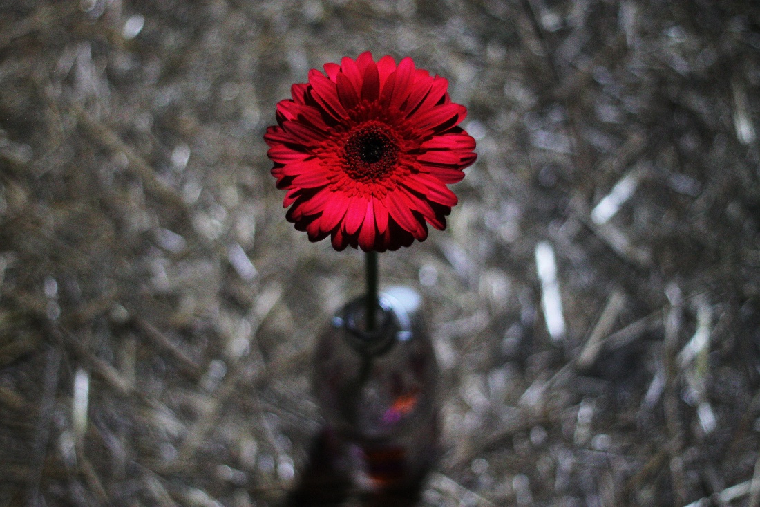 Gerbera v láhvi