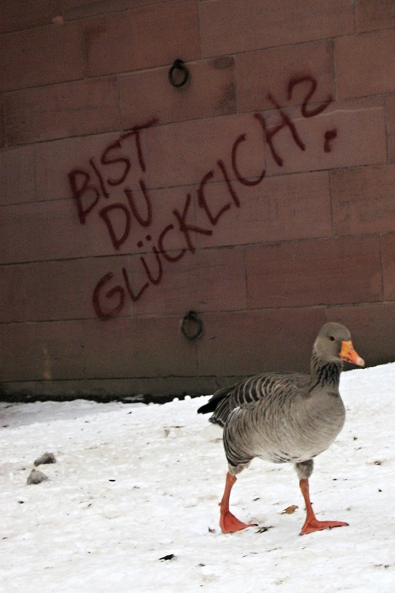 Kačer