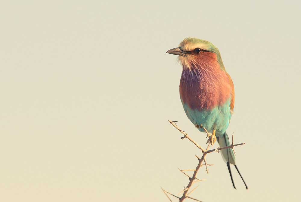 Lilac-Breasted Roller (Coracias caudata)