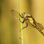 ..orosená černořitka...
