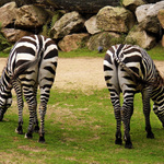 Pruhovaný názor na fotografa