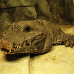 Aligátor