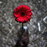 Gerbera v láhvi