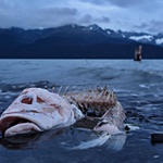 jezte ryby, jsou zdravé