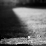 kmenove setkani za usvitu