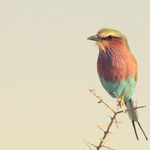 Lilac-Breasted Roller (Coracias caudata)
