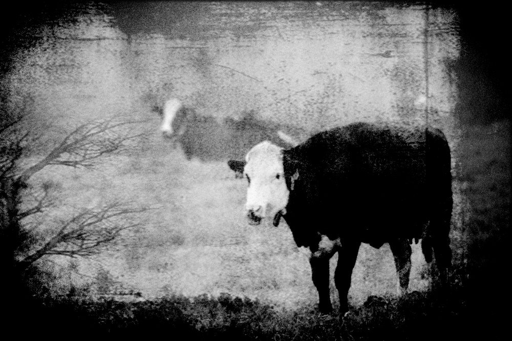 Dark cows