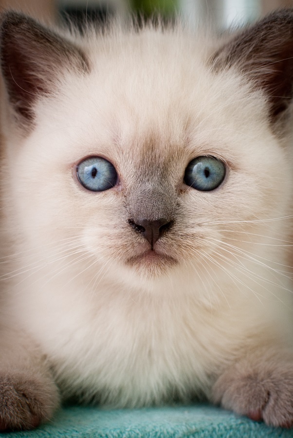 Eyes kitten