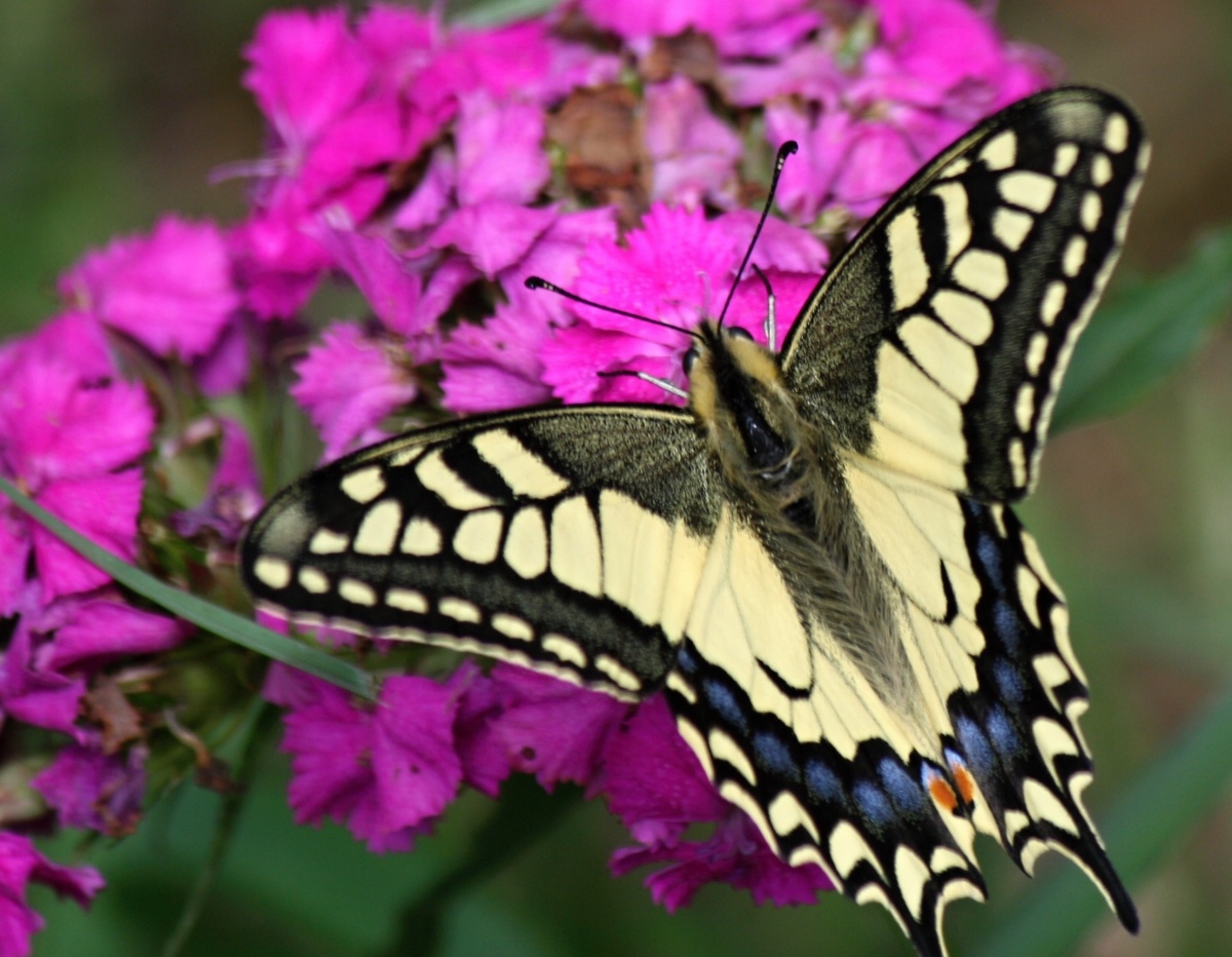 Motyl