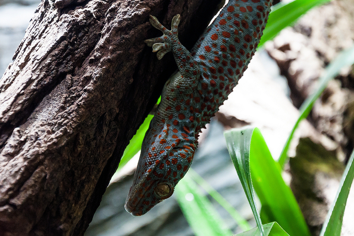 Gekko gecko