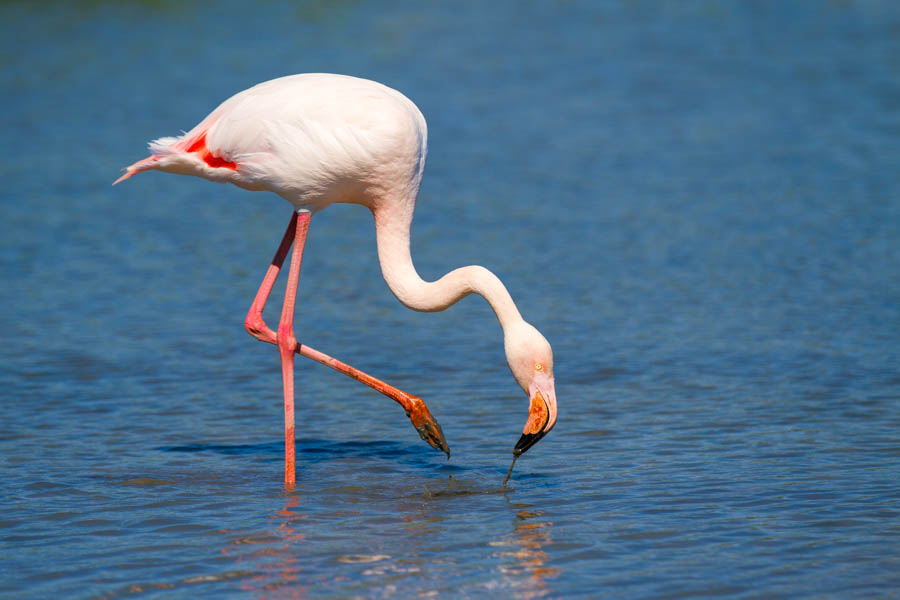 Plameňák růžový