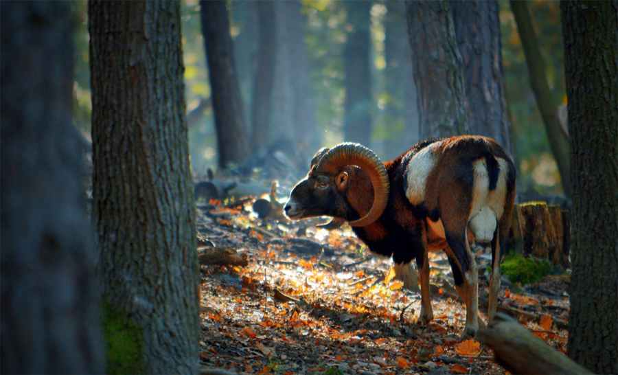 muflon v barvách podzimu