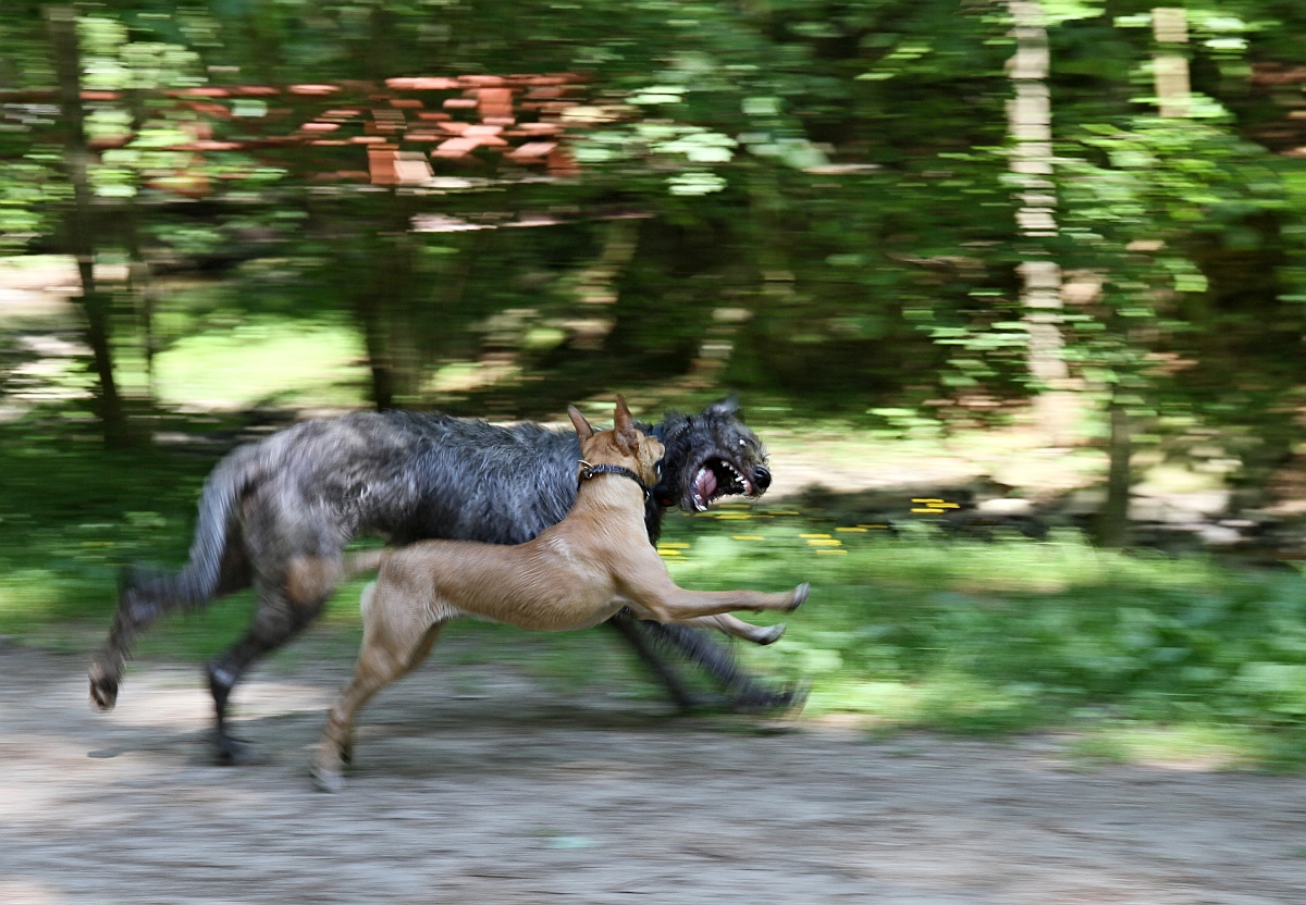 Psí hrátky