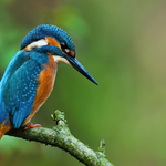 Soustředěný lovec