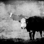 Dark cows