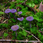 Copak to tu v mechu září ... v září.