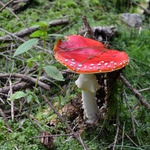 Copak to tu v mechu září ... v září.