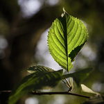 list, který se vzepřel tíži