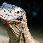 Varan komodský