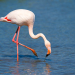 Plameňák růžový