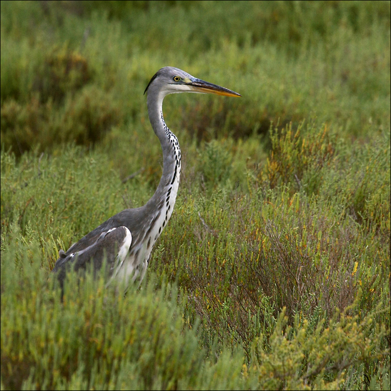 Obyvatelé vřesovišť