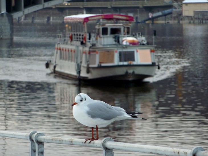Racek